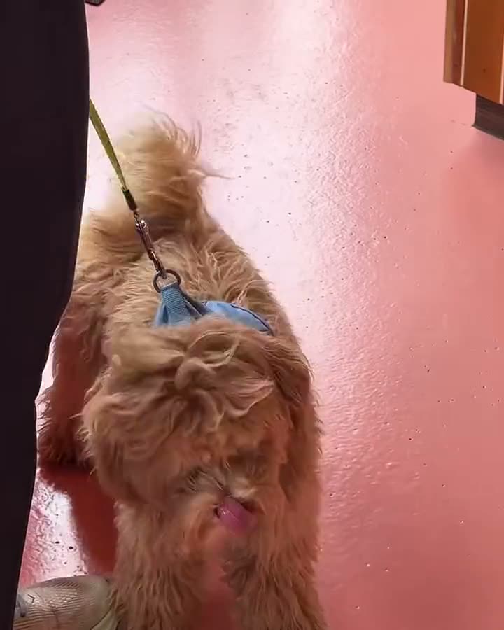 Pups welcome